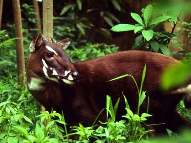 endangered species in India information
