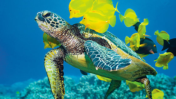 endangered species in India list