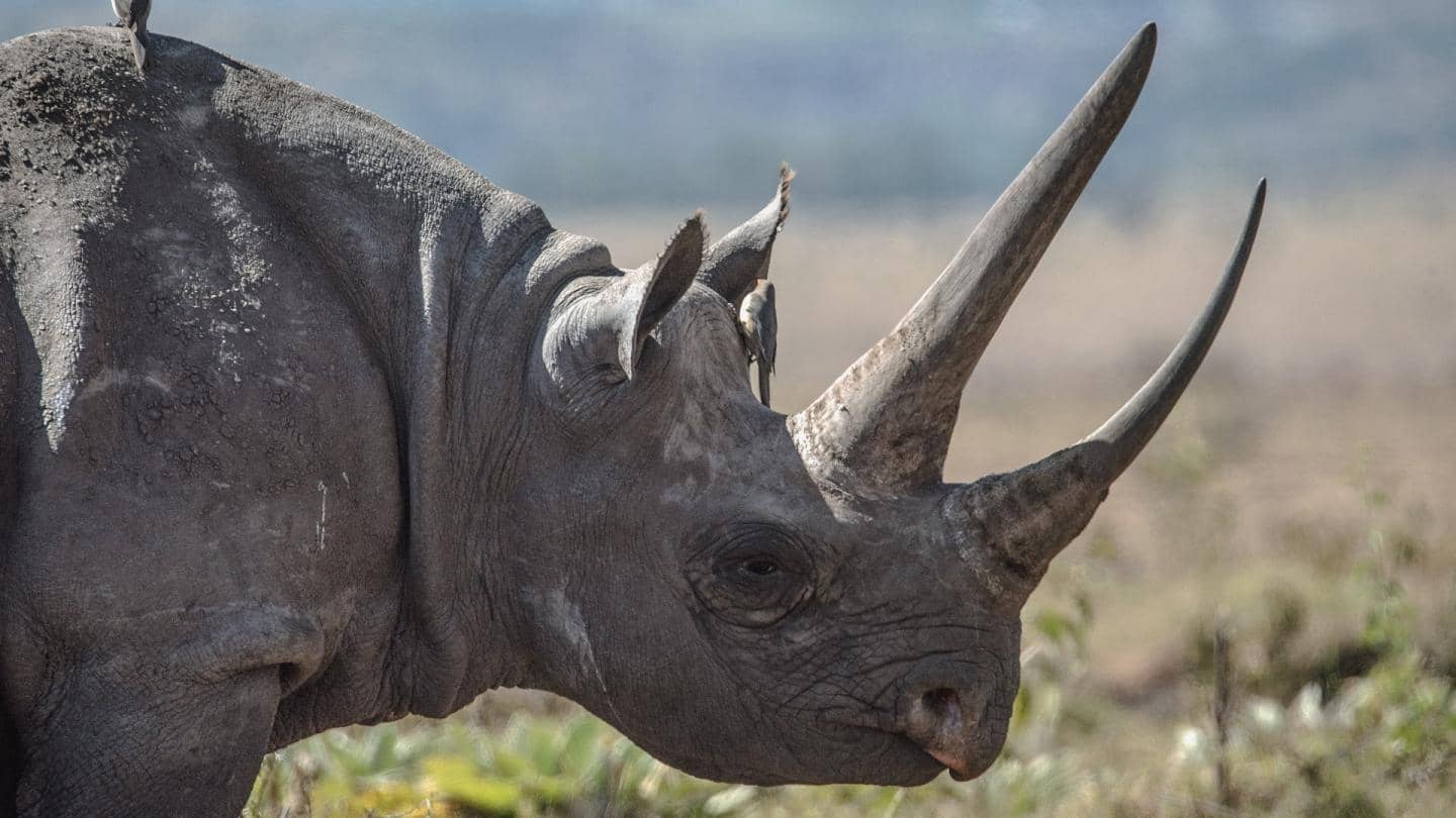 list endangered species in India
