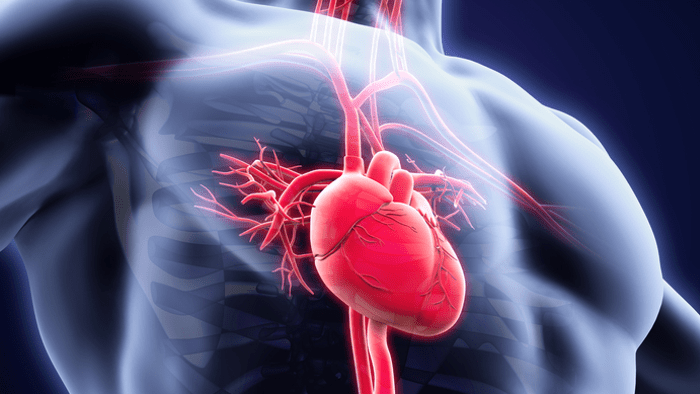 list of artificial organs