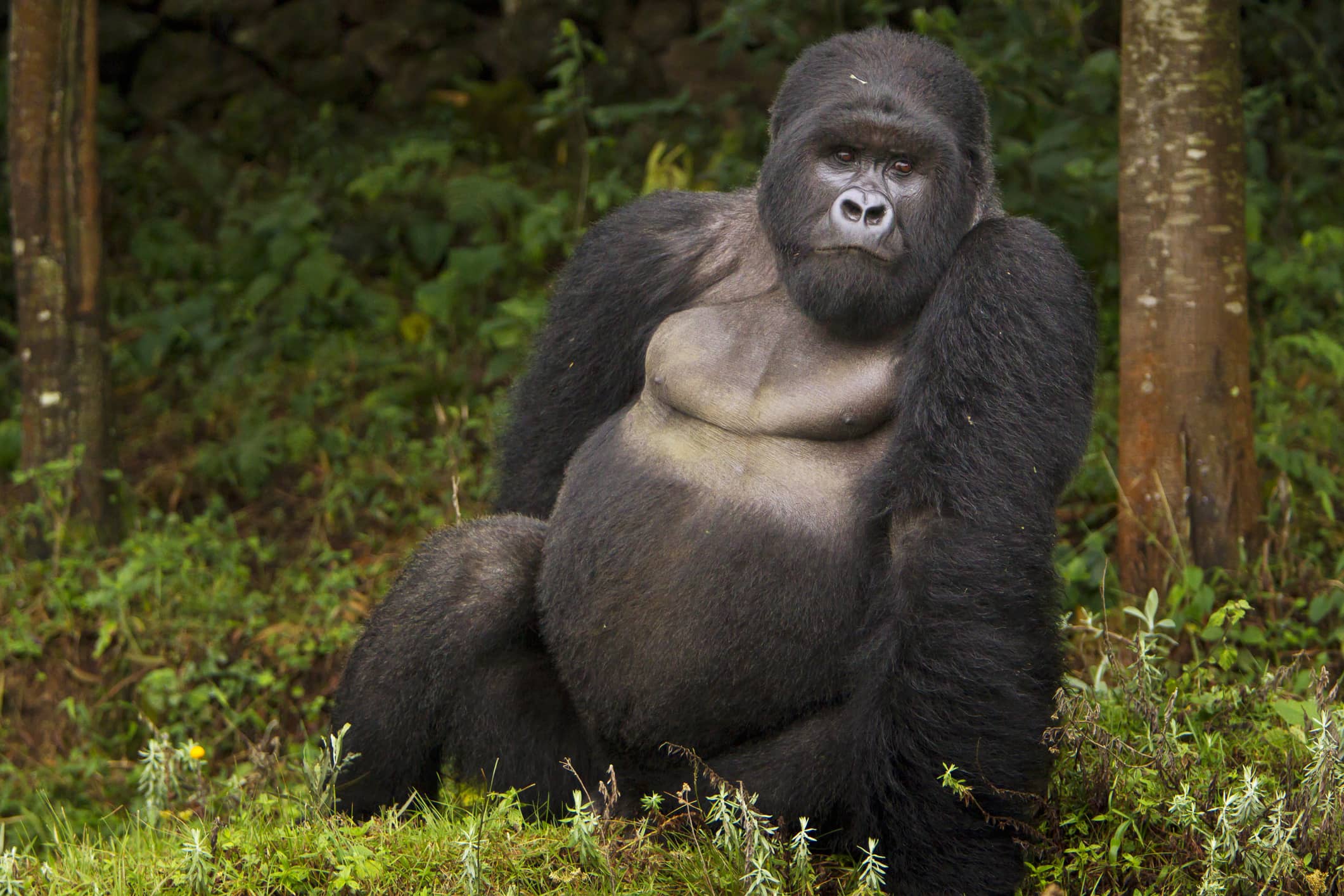 list of endangered species in India