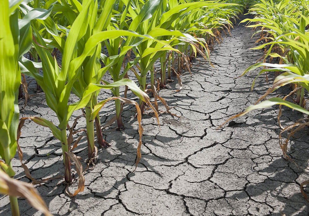 tools of agriculture