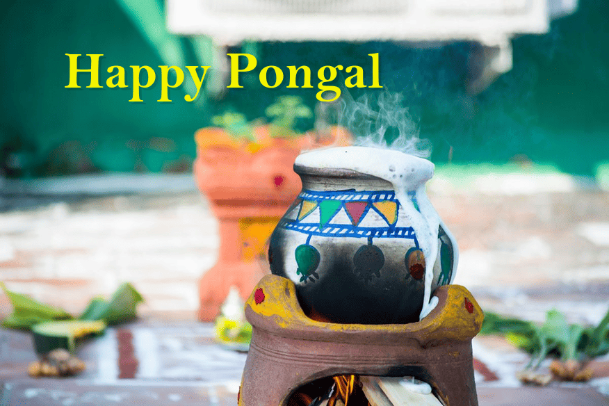 pongal-festival